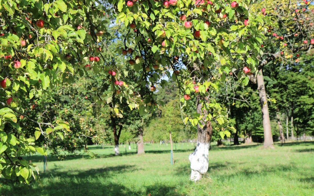 Jabłoniowy Zawrót Głowy – spotkajmy się 17 września 2022 w parku Mużakowskim w Łęknicy