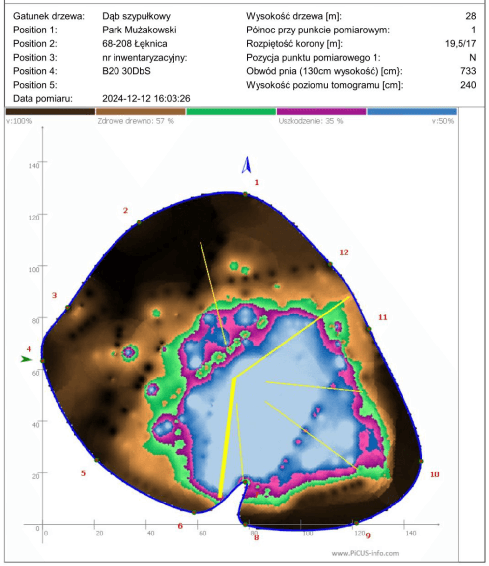 Tomogram – wynik badania tomograficznego jednego z dębów w Parku Mużakowskim